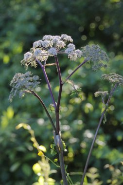 Kırsalda yaz bitkileri