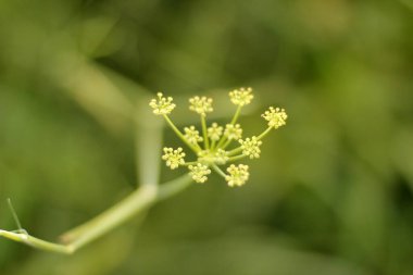 Kırsalda yaz bitkileri