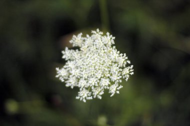 Kırsalda yaz bitkileri