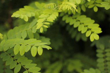 Kırsalda yaz bitkileri