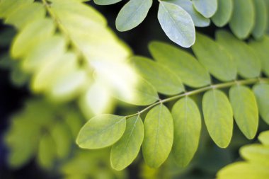 Kırsalda yaz bitkileri