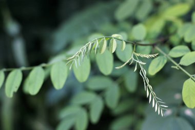 Kırsalda yaz bitkileri