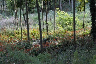 Kırsalda yaz bitkileri