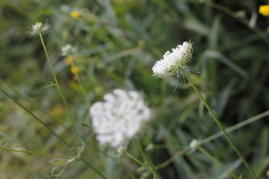 Kırsalda yaz bitkileri