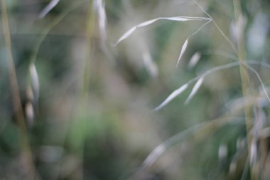 Kırsalda yaz bitkileri