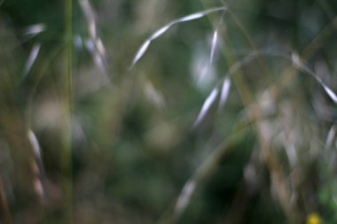 Kırsalda yaz bitkileri