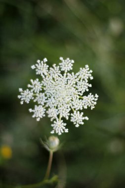 Kırsalda yaz bitkileri