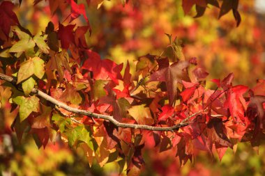 Sonbahar renklerinde bir orman manzarası