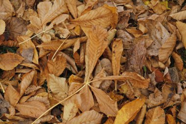 Sonbahar renklerinde bir orman manzarası