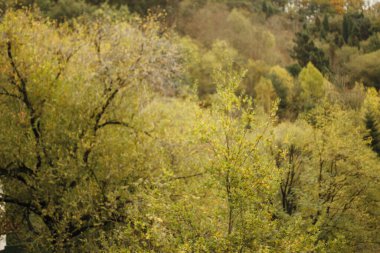 Sonbahar renklerinde bir orman manzarası