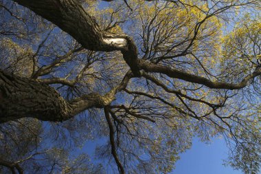 Sonbahar renklerinde bir orman manzarası