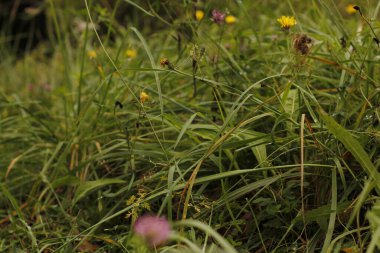 Sonbahar renklerinde bir orman manzarası