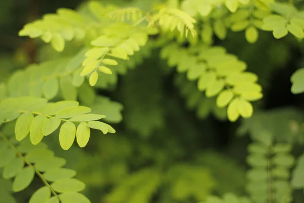 乡村夏季植被 — 图库照片