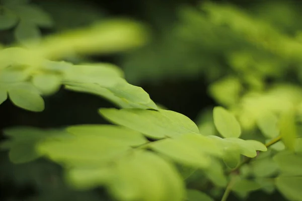 Vegetación Verano Campo — Foto de Stock