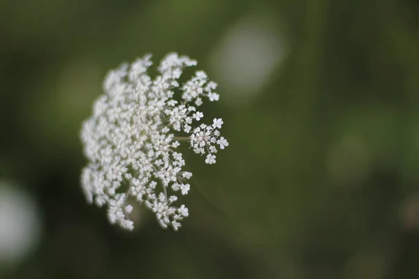 Vegetazione Estiva Campagna — Foto Stock