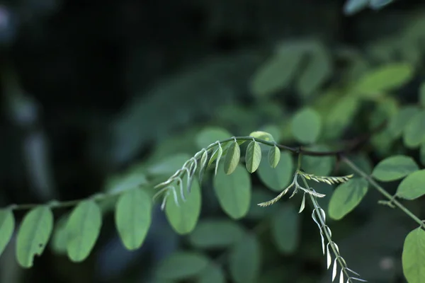 乡村夏季植被 — 图库照片