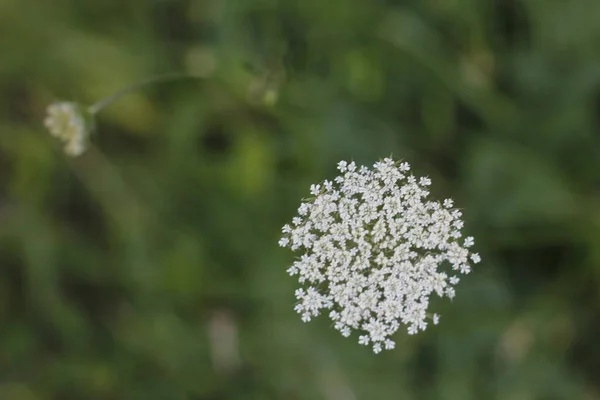 Vegetación Verano Campo — Foto de Stock