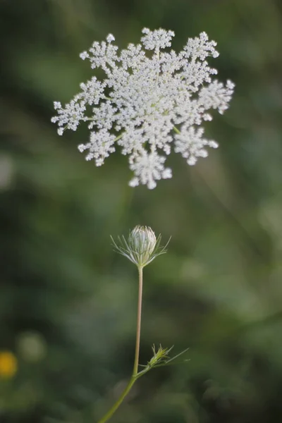 Sommarvegetation Landsbygden — Stockfoto