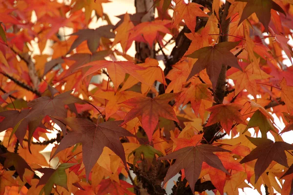 Vue Une Forêt Aux Couleurs Automnales — Photo