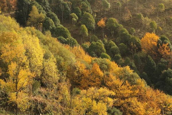 Vista Bosque Colores Otoñales — Foto de Stock