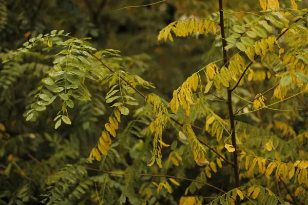 Blick Auf Einen Wald Herbstfarben — Stockfoto