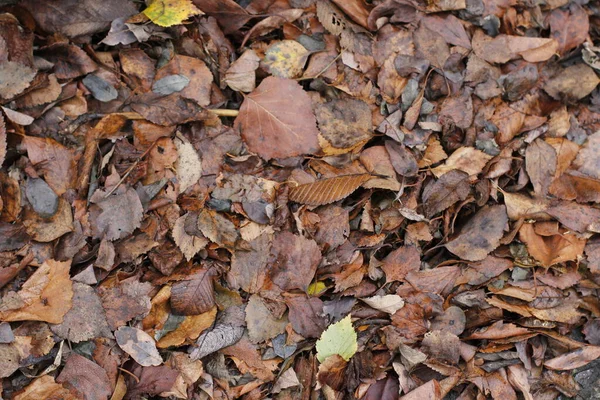 View Forest Autumn Colors — Stock Photo, Image