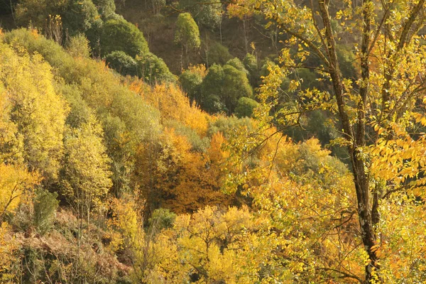 Uitzicht Een Bos Herfstkleuren — Stockfoto