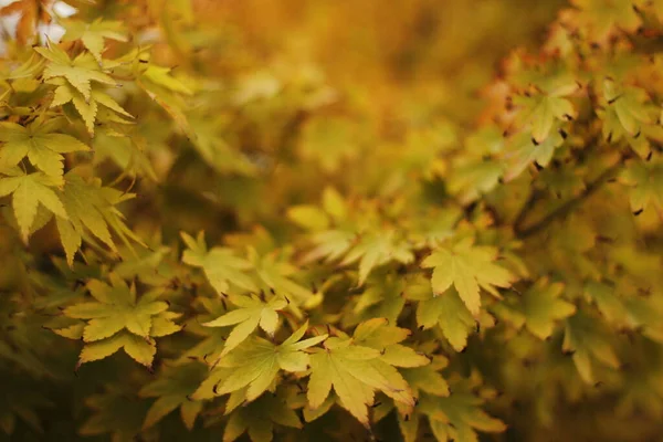 Uitzicht Een Bos Herfstkleuren — Stockfoto