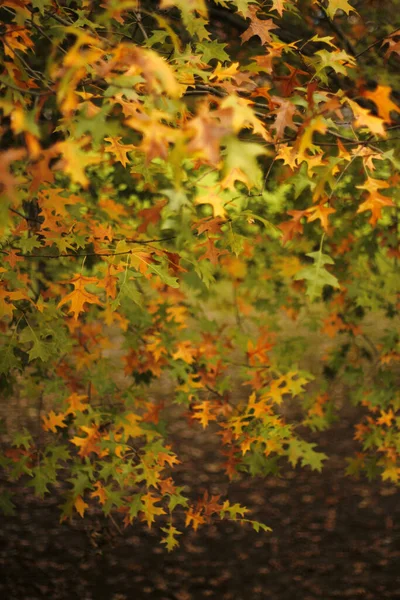 Uitzicht Een Bos Herfstkleuren — Stockfoto