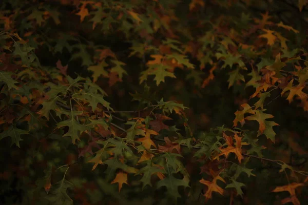 Vista Uma Floresta Cores Outono — Fotografia de Stock