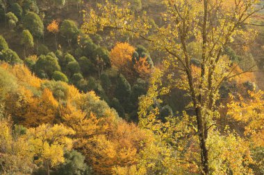 Sonbahar renklerinde bir orman manzarası