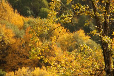 Sonbahar renklerinde bir orman manzarası