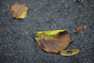 Sonbahar renklerinde bir orman manzarası