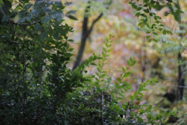 Sonbahar renklerinde bir orman manzarası