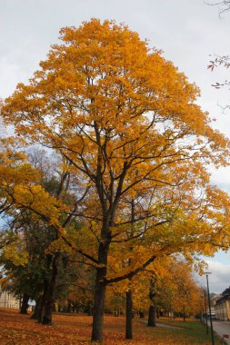Sonbahar renklerinde bir orman manzarası