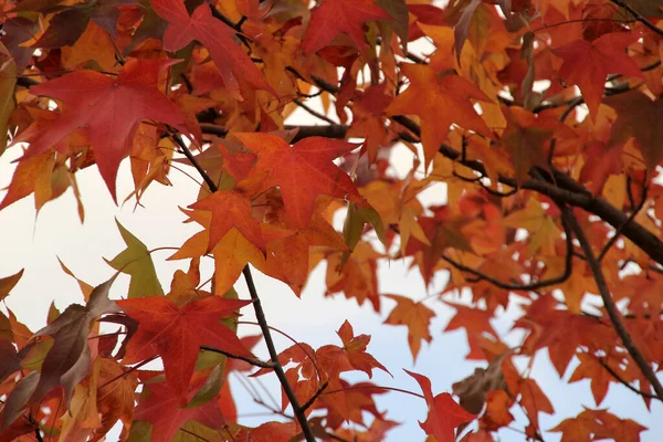 Vue Une Forêt Aux Couleurs Automnales — Photo