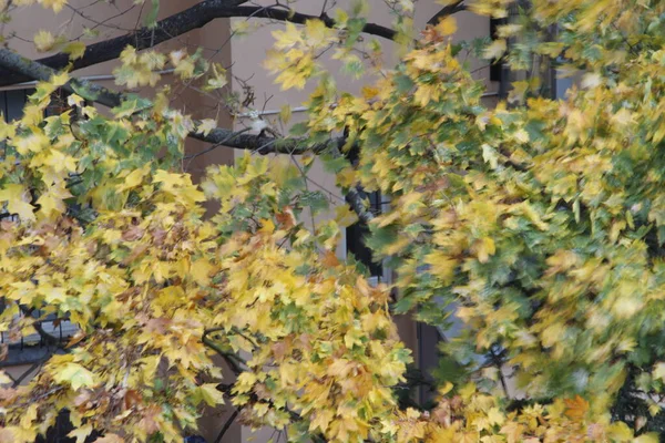 Vista Una Foresta Colori Autunnali — Foto Stock