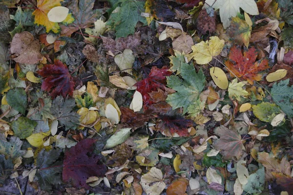 Vue Une Forêt Aux Couleurs Automnales — Photo