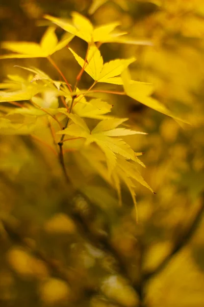 Vue Une Forêt Aux Couleurs Automnales — Photo