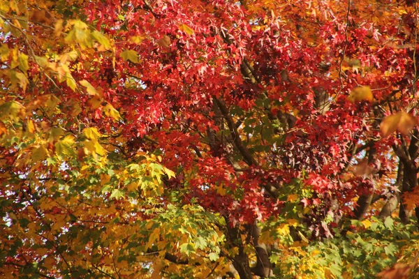 Blick Auf Einen Wald Herbstfarben — Stockfoto