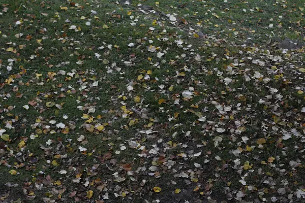 Blick Auf Einen Wald Herbstfarben — Stockfoto