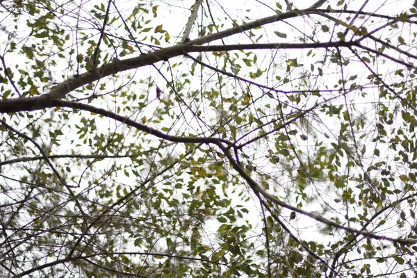 Vista Uma Floresta Cores Outono — Fotografia de Stock