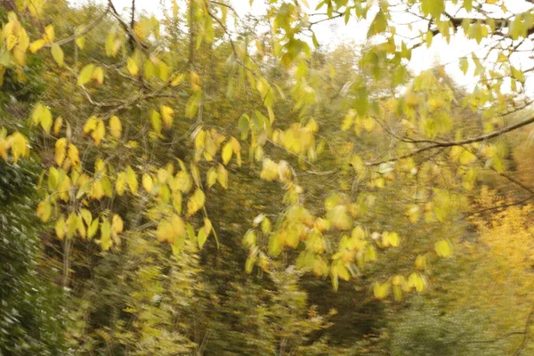 Udsigt Skov Efterårsfarver - Stock-foto