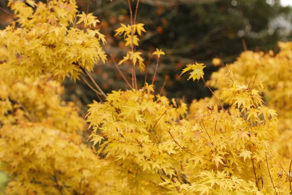 Uitzicht Een Bos Herfstkleuren — Stockfoto