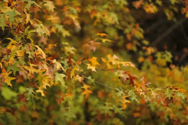 Vista Una Foresta Colori Autunnali — Foto Stock