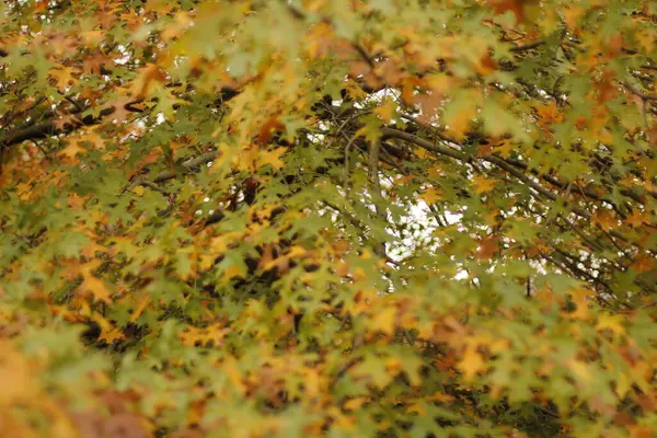 Blick Auf Einen Wald Herbstfarben — Stockfoto