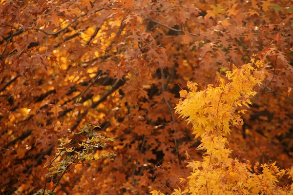 Vue Une Forêt Aux Couleurs Automnales — Photo