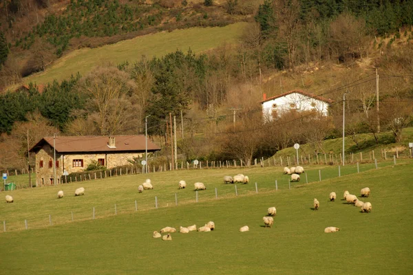 Casa Típica Basca Campo — Fotografia de Stock