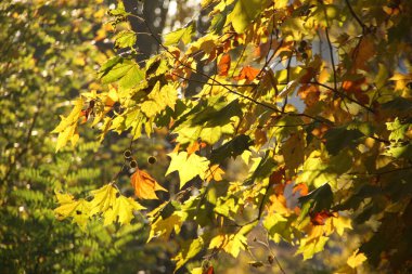 Sonbahar renklerinde bir orman manzarası