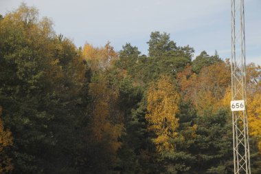 Sonbahar renklerinde bir orman manzarası